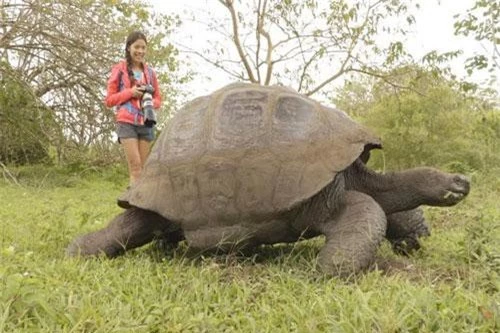 Rùa khổng lồ: Loài sinh vật lạ này được xem là một trong những động vật biểu tượng của quần đảo Galapagos. Trên thực tế, đảo có 14 loại rùa khổng lồ, trong đó 4 loại đã tuyệt chủng. Điều thú vị là mai của những con rùa không phải khối đặc, mà đầy các lỗ nhỏ để giảm trọng lượng, cho phép con vật di chuyển. Chúng có thể sống sót mà không cần nước hoặc thức ăn trong một thời gian dài. Ảnh: Shutterstock.