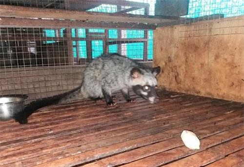 Nông dân Tiền Giang vươn lên làm giàu nhờ nuôi chồn hương