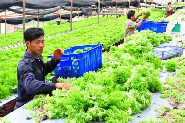 Tp. Hồ Chí Minh thu hút doanh nghiệp đầu tư vào nông nghiệp công nghệ cao.