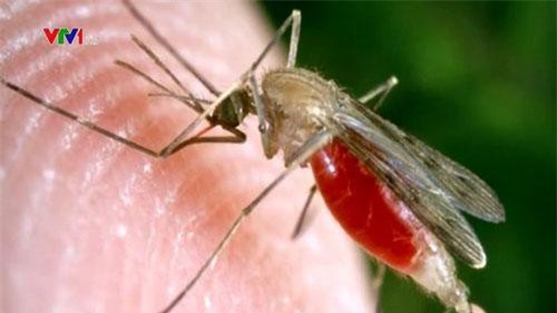 Đông Nam Á xuất hiện các chủng sốt rét kháng thuốc
