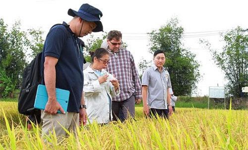 Xuất khẩu gạo: Tìm thị trường mới