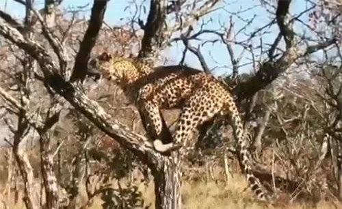 Vừa gặp linh cẩu, báo hoa mai hốt hoảng thả mồi bỏ chạy