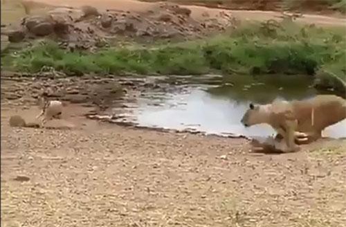 Chỉ cần 1 “động tác giả” linh dương biến sư tử thành trò cười