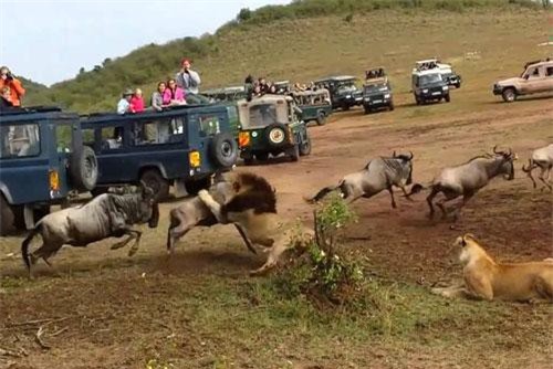 CLIP: Sư tử đực đoạt mạng linh dương đầu bò trong nháy mắt