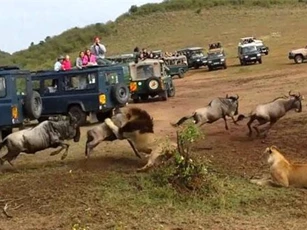 CLIP: Sư tử đực đoạt mạng linh dương đầu bò trong nháy mắt