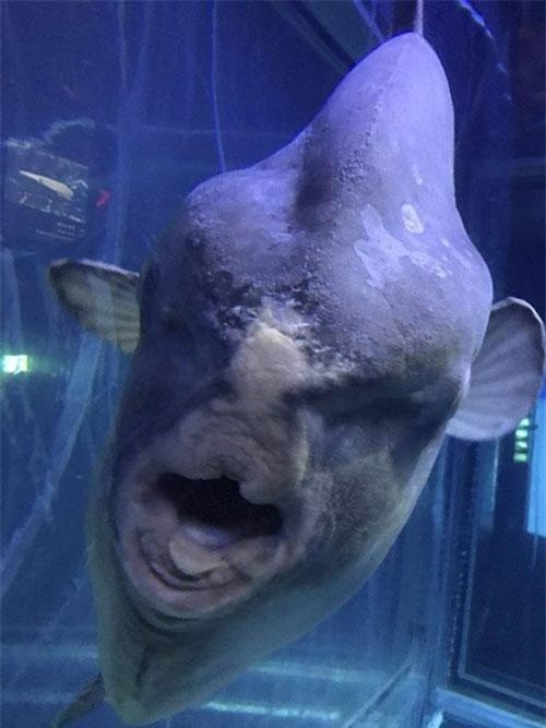 Gương mặt dị của "thủy quái" hiền lành dưới góc nhìn "độc"