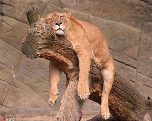 Nắng xuân e ấp, động vật đã "lười chảy thây" đáng ghen tị