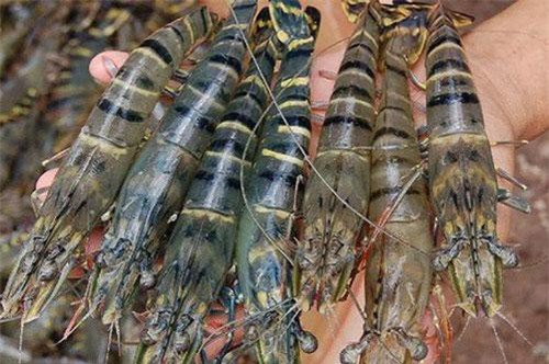 Xuất khẩu tôm Việt Nam vào EU có thể tăng từ 4-6%