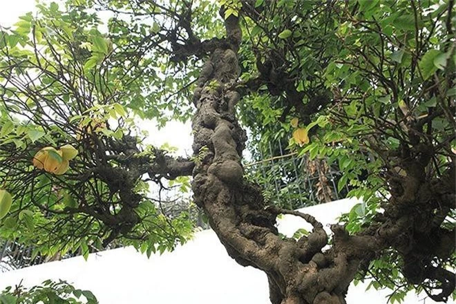 Choang vang khe bonsai tien ty uon luon hon ca duong cong Ngoc Trinh-Hinh-10