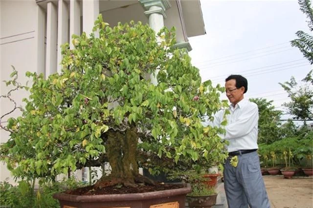 Choang vang khe bonsai tien ty uon luon hon ca duong cong Ngoc Trinh-Hinh-11