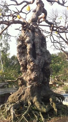 Choang vang khe bonsai tien ty uon luon hon ca duong cong Ngoc Trinh-Hinh-4