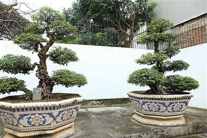 Choang vang khe bonsai tien ty uon luon hon ca duong cong Ngoc Trinh-Hinh-8