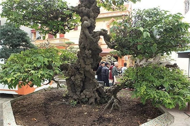 Choang vang khe bonsai tien ty uon luon hon ca duong cong Ngoc Trinh-Hinh-9