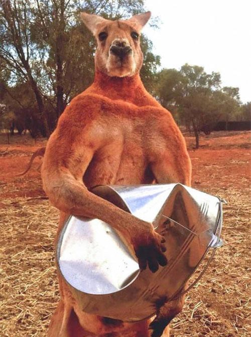 14 sự thật thú vị về tự nhiên mà thầy cô không dạy, sách vở chưa có: Kangaroo cái thích con đực cơ bắp, nhện chỉ giao phối một lần rồi tự cắt 'của quý'