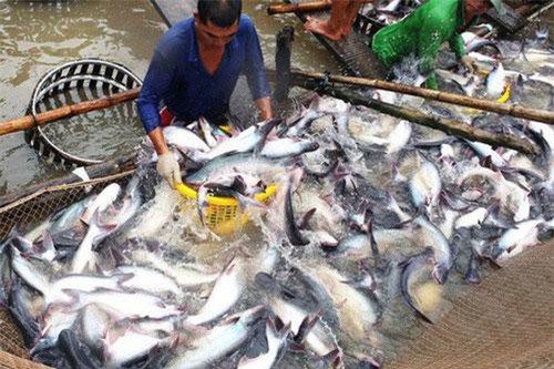 Giá cá tra xuống thấp kỷ lục