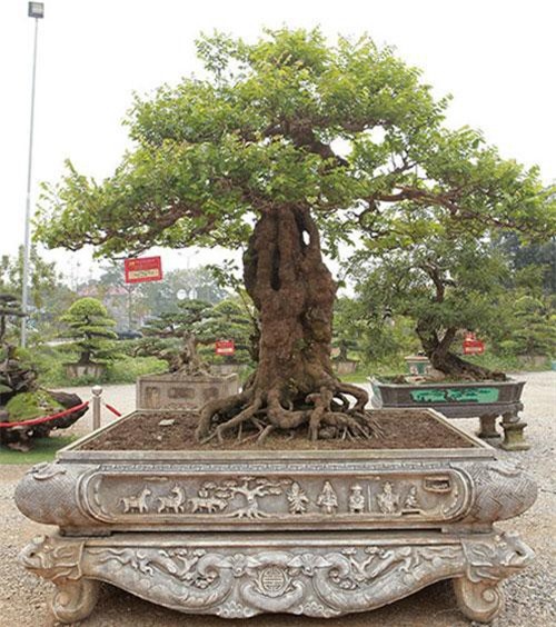 Choáng váng khế bonsai tiền tỷ uốn lượn hơn cả đường cong Ngọc Trinh