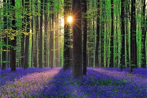 Khám phá những khu rừng kỳ bí nhất thế giới