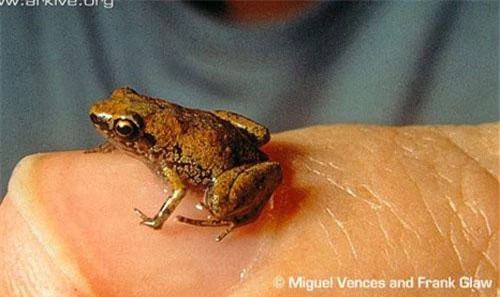 Loài ếch này chỉ dài khoảng 1 cm