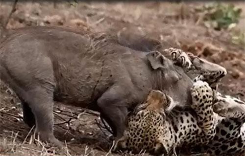 Báo hoa mai đoạt mạng lợn rừng bằng 'tuyệt chiêu' chí mạng