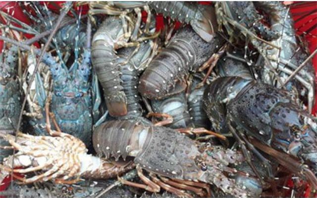 Tôm hùm giảm giá một nửa khiến người nuôi thua lỗ