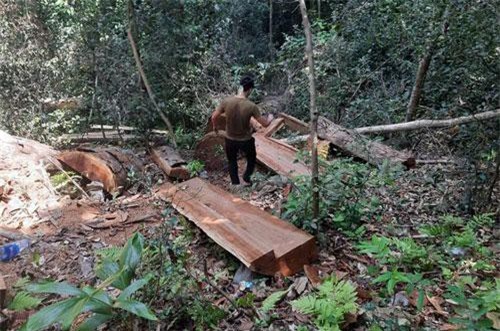 Quảng Bình: Lâm tặc phá rừng, kiểm lâm phải thuê hàng chục người cõng gỗ về xử lý