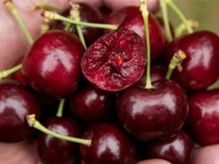 Nông sản Mỹ giá rẻ ồ ạt về Việt Nam