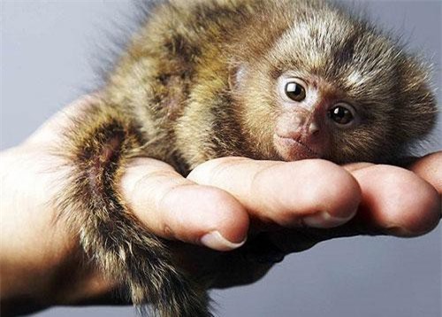 Mục sở thị loài khỉ nhỏ nhất thế giới