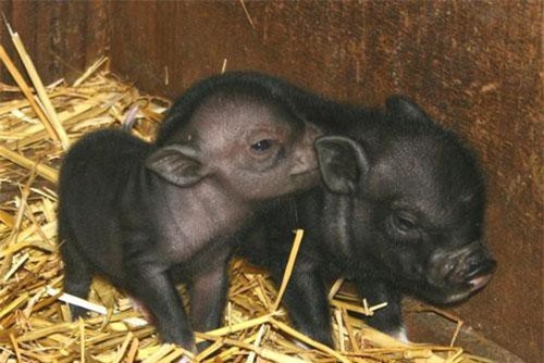 Vì sao lợn ỉ Việt Nam khiến Tây phát cuồng thập niên 1990?