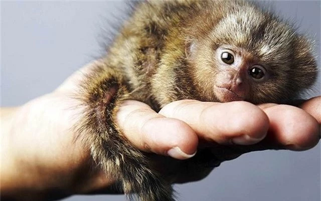 Mục sở thị loài khỉ nhỏ nhất thế giới - ảnh 3
