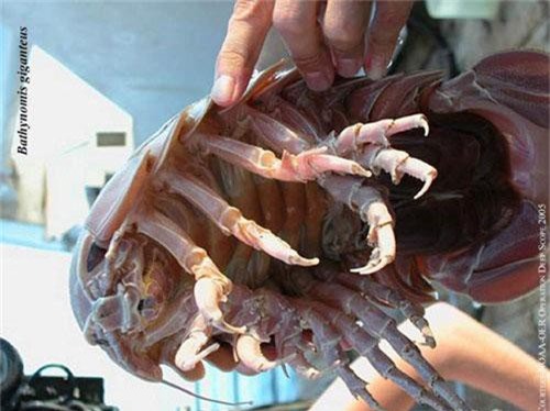 Điểm mặt những loài côn trùng khổng lồ trên thế giới