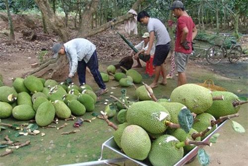 Trung Quốc siết chặt, giảm mạnh nhập khẩu, nông sản Việt lao đao
