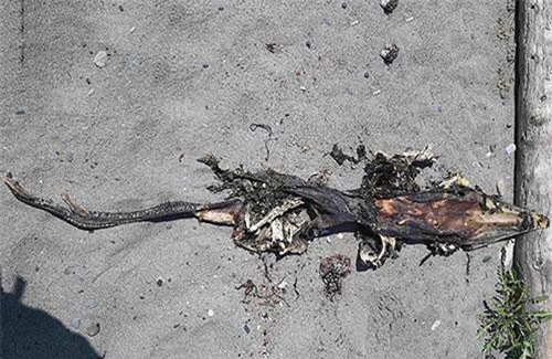 Phát hiện xác “quái vật bí ẩn” có đầu như cá sấu và đuôi có răng