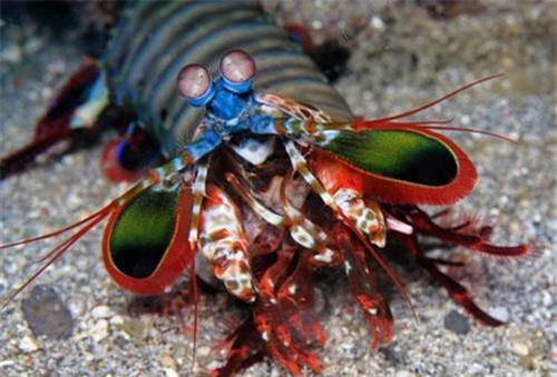 Bắt tôm lạ, mang về nuôi ai ngờ gặp họa "chết người" này