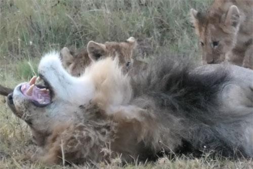 ‘Vua sư tử’ nổi điên vì bị bầy con phá giấc ngủ trưa