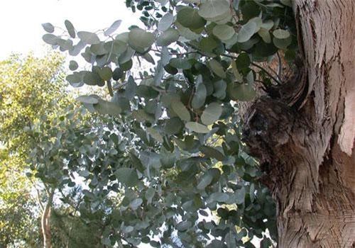 Bật mí bất ngờ cây tiền bạc, được chuộng trồng ở Việt Nam