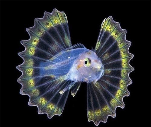 Loài cá đẹp như thần tiên, nhưng cẩn thận... độc chết người