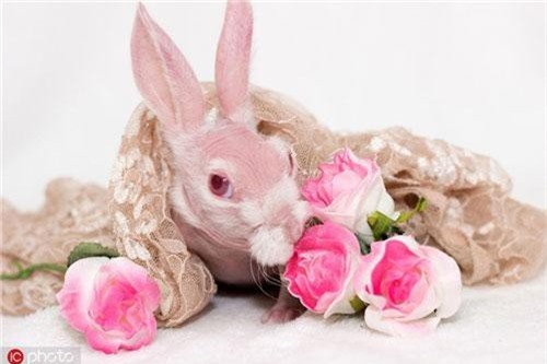 Kinh ngạc chú thỏ không lông, màu hồng cực hiếm