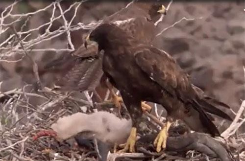 Diều hâu đoạt mạng rồng Nam Mỹ rồi tha về tổ