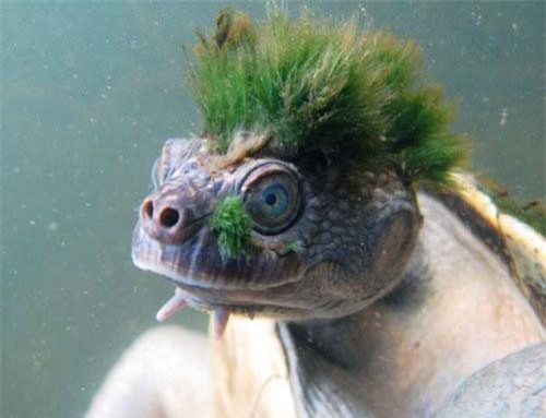 Những loài động vật kỳ dị nhất hành tinh gây sốc