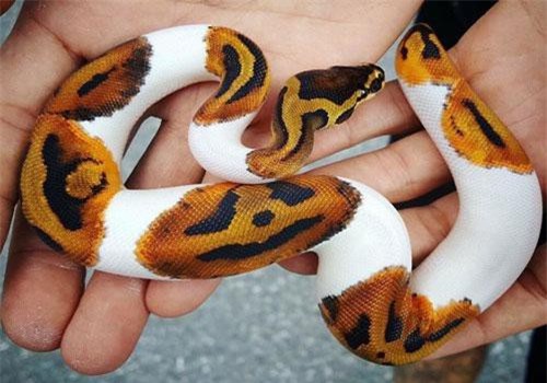 Sững sờ vẻ đẹp loài rắn, khiến bạn bỗng "mê tít thò lò"