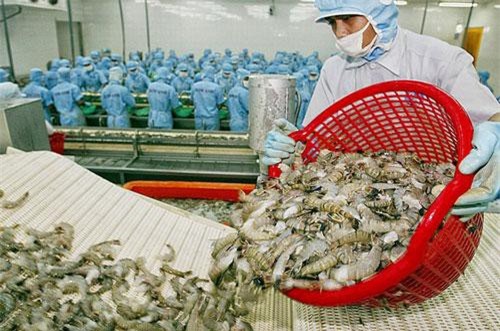 Đẩy mạnh xuất khẩu tôm sang các thị trường tiềm năng