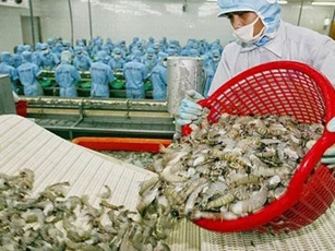Đẩy mạnh xuất khẩu tôm sang các thị trường tiềm năng
