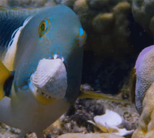 Thán phục cách cá đập vỡ vỏ sò bằng… trí thông minh!