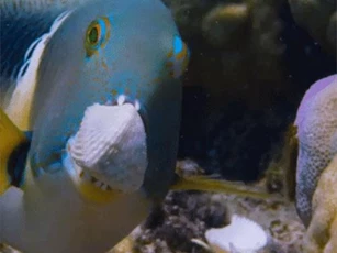 Thán phục cách cá đập vỡ vỏ sò bằng… trí thông minh!