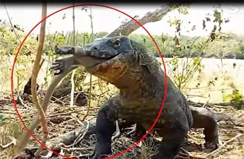 Choáng với cảnh rồng Komodo nuốt chửng con mồi "khổng lồ" trong chớp mắt