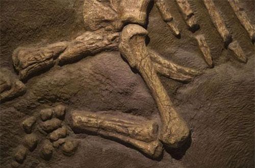 Tìm thấy xương đùi dài hai mét 140 triệu năm tuổi