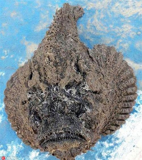 Loài cá kỳ dị “động vào là chết” lừa người nhìn như đá