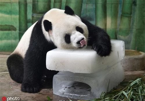 Tại vườn bách thú Vũ Hán, Trung Quốc, chú gấu trúc khổng lồ có tên là Vĩ Vĩ, nặng hơn 200kg vì quá nắng nóng đã ôm trọn lấy khối băng không rời.