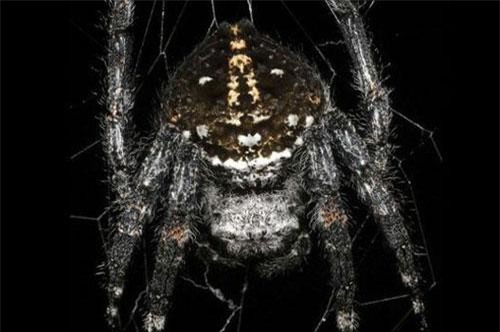 Tiết lộ bí mật của loài nhện tạo ra sợi tơ bền nhất thế giới