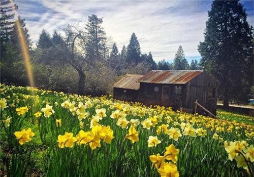 Vì quá nổi tiếng, cánh đồng hoa oải hương đẹp như mơ bị đóng cửa